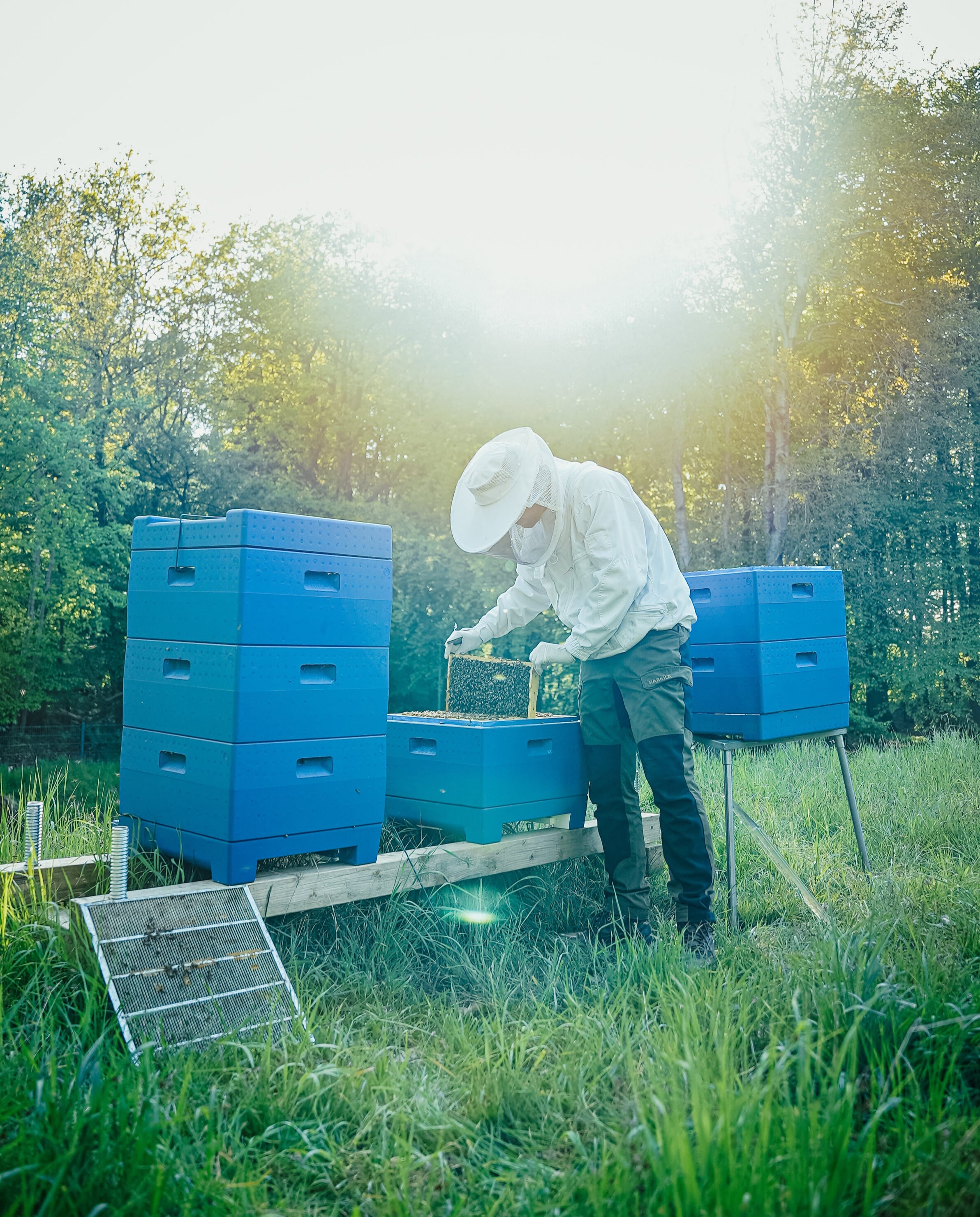 Traditioneller Honig